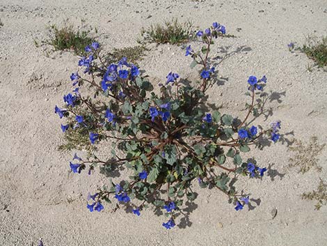 Desertbells (Phacelia campanularia ssp. vasiformis)