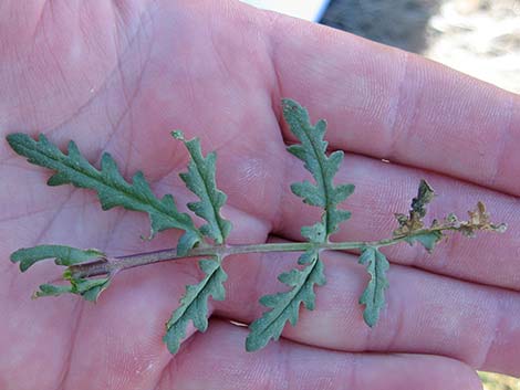 Notch-leaf Phacelia (Phacelia crenulata)