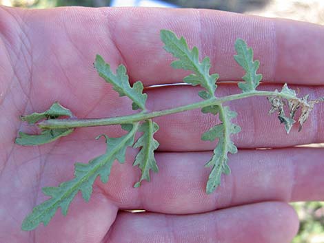 Notch-leaf Phacelia (Phacelia crenulata)