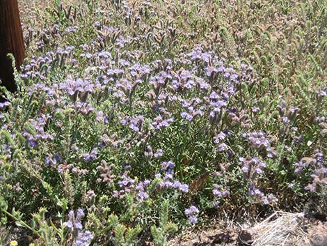 Notch-leaf Phacelia (Phacelia crenulata)