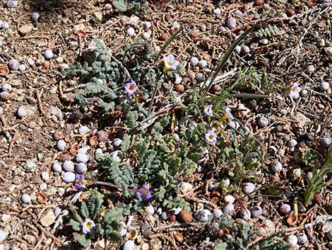 Fremont's Phacelia (Phacelia fremontii)