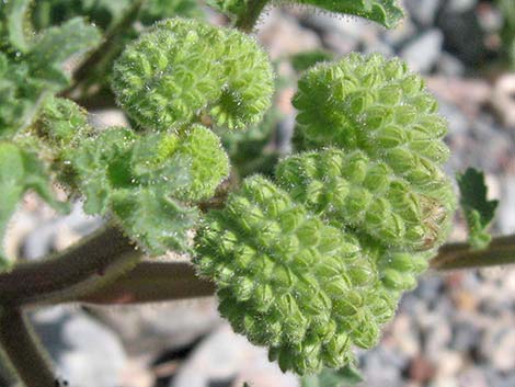 Pedicellate Phacelia (Phacelia pedicellata)