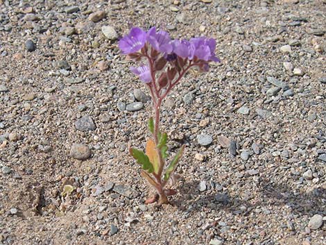 Lacy Phacelia (Phacelia tanacetifolia)