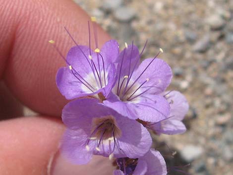 Lacy Phacelia (Phacelia tanacetifolia)