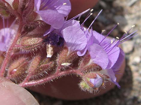 Lacy Phacelia (Phacelia tanacetifolia)