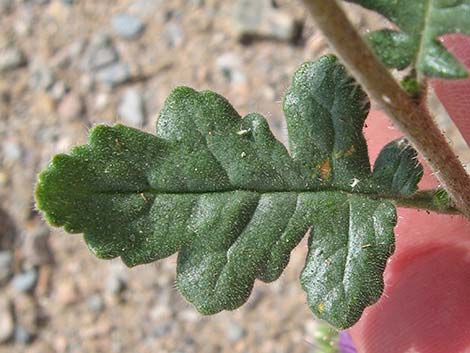 Lacy Phacelia (Phacelia tanacetifolia)