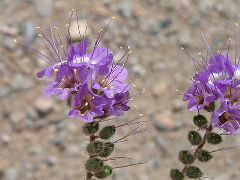 Lacy Phacelia (Phacelia tanacetifolia)