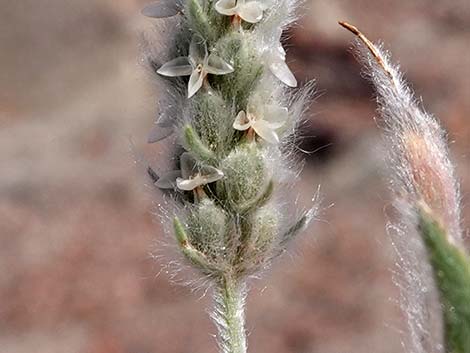 Woolly Plantain (Plantago patagonica)