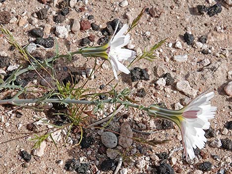 Desert Chicory (Rafinesquia neomexicana)
