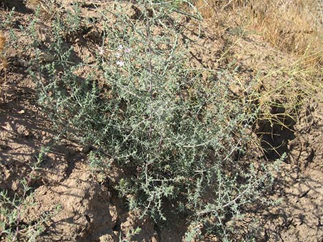 Prickly Russian Thistle (Salsola paulsenii)