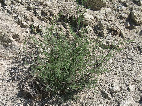 Prickly Russian Thistle (Salsola paulsenii)
