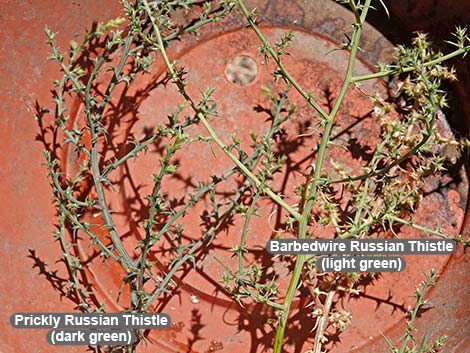 Prickly Russian Thistle (Salsola paulsenii)