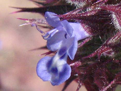 Chia (Salvia columbariae)