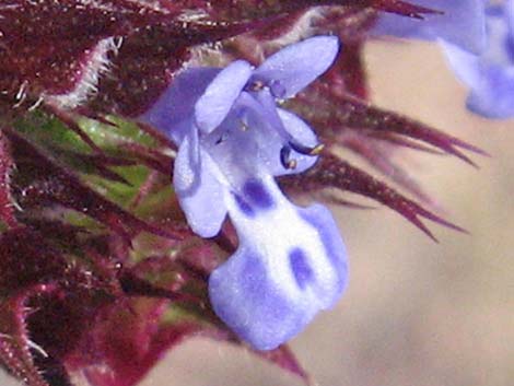 Chia (Salvia columbariae)