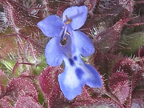 Chia (Salvia columbariae)