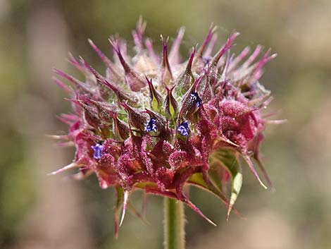 Chia (Salvia columbariae)