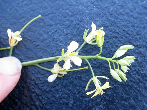 Tall Tumblemustard (Sisymbrium altissimum)