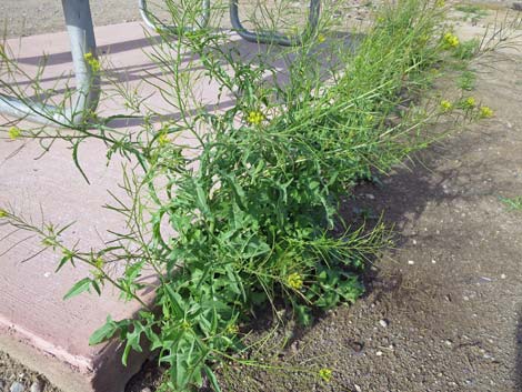 London Rocket Mustard (Sisymbrium irio)