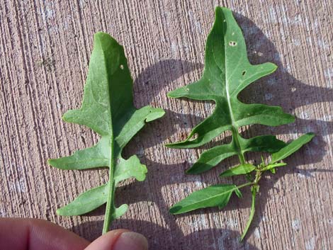 London Rocket Mustard (Sisymbrium irio)