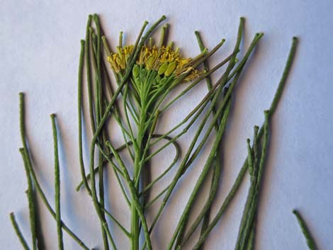 London Rocket Mustard (Sisymbrium irio)