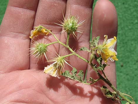 Buffalobur Nightshade (Solanum rostratum)