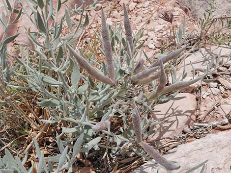 Woolly Bluestar (Amsonia tomentosa)