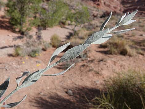 Woolly Bluestar (Amsonia tomentosa)