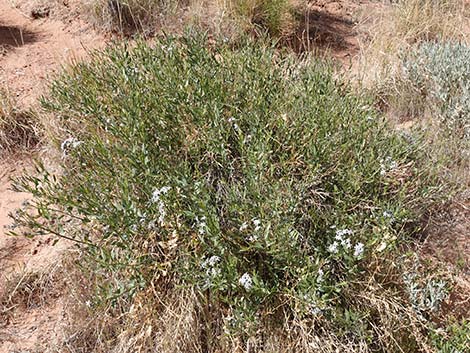 Amsonia tomentosa (woolly bluestar)