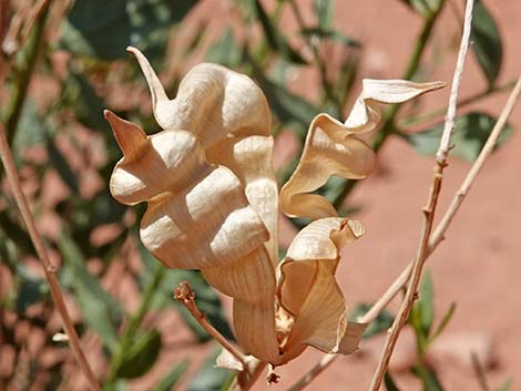 Woolly Bluestar (Amsonia tomentosa)