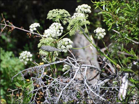 Charleston Mountain Angelica (Angelica scabrida)