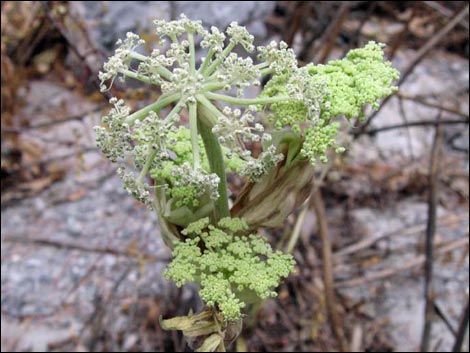 Charleston Mountain Angelica (Angelica scabrida)