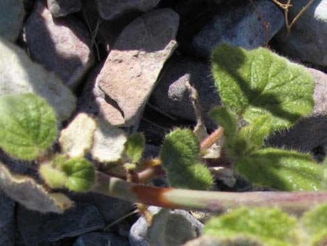 Anulocaulis annulatus (valley ringstem)