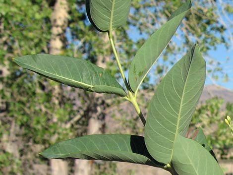 Indian Hemp (Apocynum cannabinum)