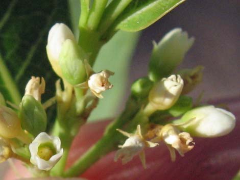 Indian Hemp (Apocynum cannabinum)