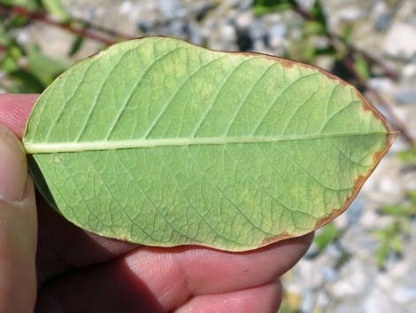 Indian Hemp (Apocynum cannabinum)