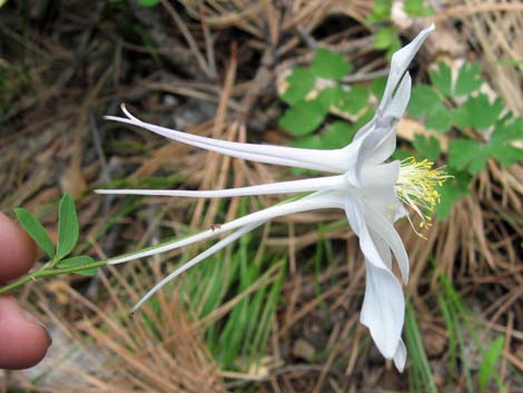 Colorado Blue Columbine (Aquilegia coerulea)