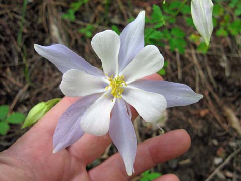 Colorado Blue Columbine (Aquilegia coerulea)