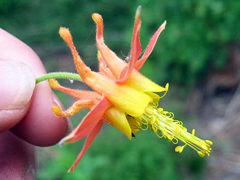 Western Columbine (Aquilegia formosa)