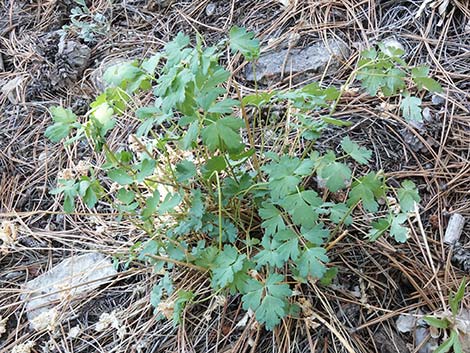 Western Columbine (Aquilegia formosa)