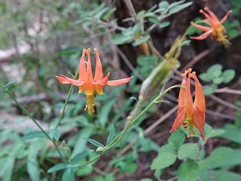 Western Columbine (Aquilegia formosa)