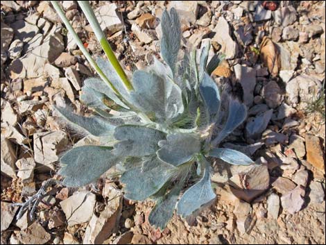 California Bearpoppy (Arctomecon californica)