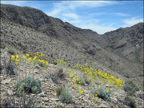 California Bearpoppy (Arctomecon californica)