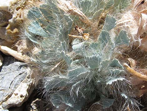 Desert Bearpoppy (Arctomecon merriamii)