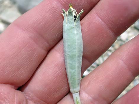 Desert Bearpoppy (Arctomecon merriamii)