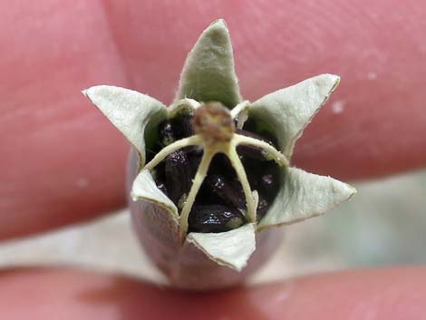 Desert Bearpoppy (Arctomecon merriamii)