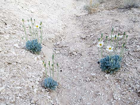 Desert Bearpoppy (Arctomecon merriamii)