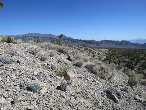 Desert Bearpoppy (Arctomecon merriamii)