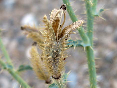 Flatbud Pricklypoppy (Argemone munita)