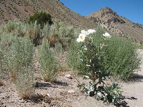 Flatbud Pricklypoppy (Argemone munita)