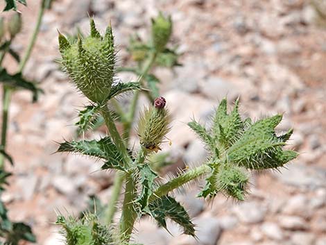 Flatbud Pricklypoppy (Argemone munita)